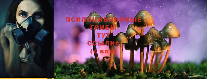 Псилоцибиновые грибы Psilocybe  где продают наркотики  ОМГ ОМГ онион  Болхов 